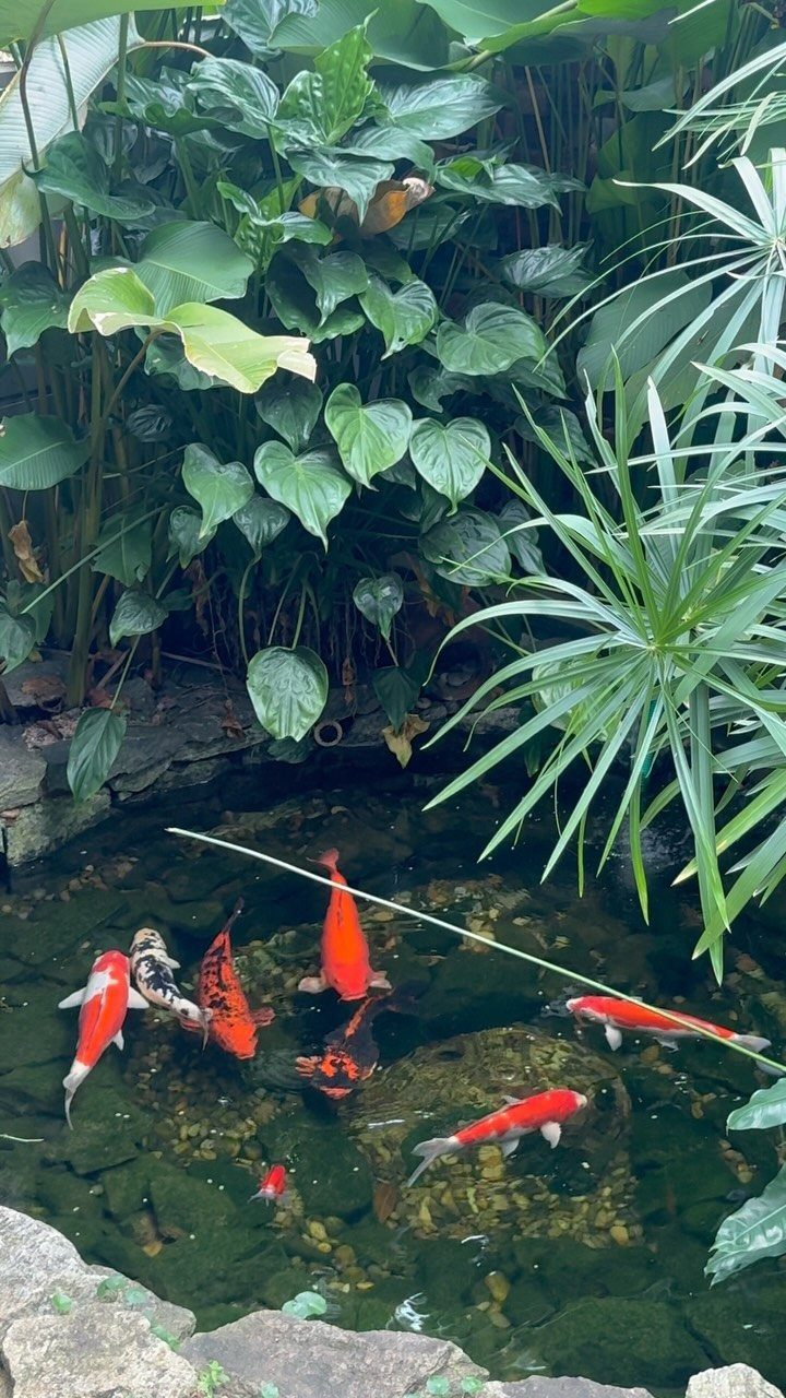Colorful koi fish swimming in a lush green garden pond surrounded by tropical plants.