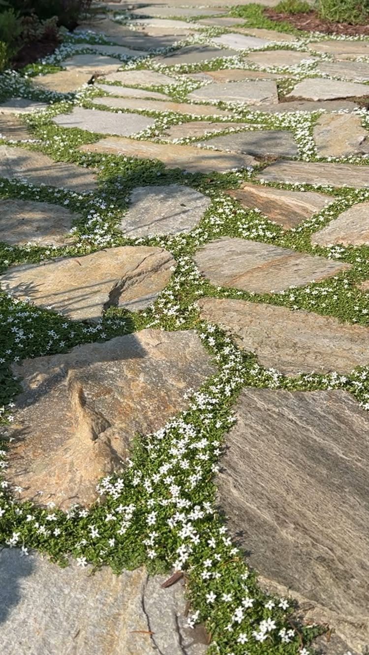 Irregular tan flagstones forming a pathway with small white flowers growing in the gaps.