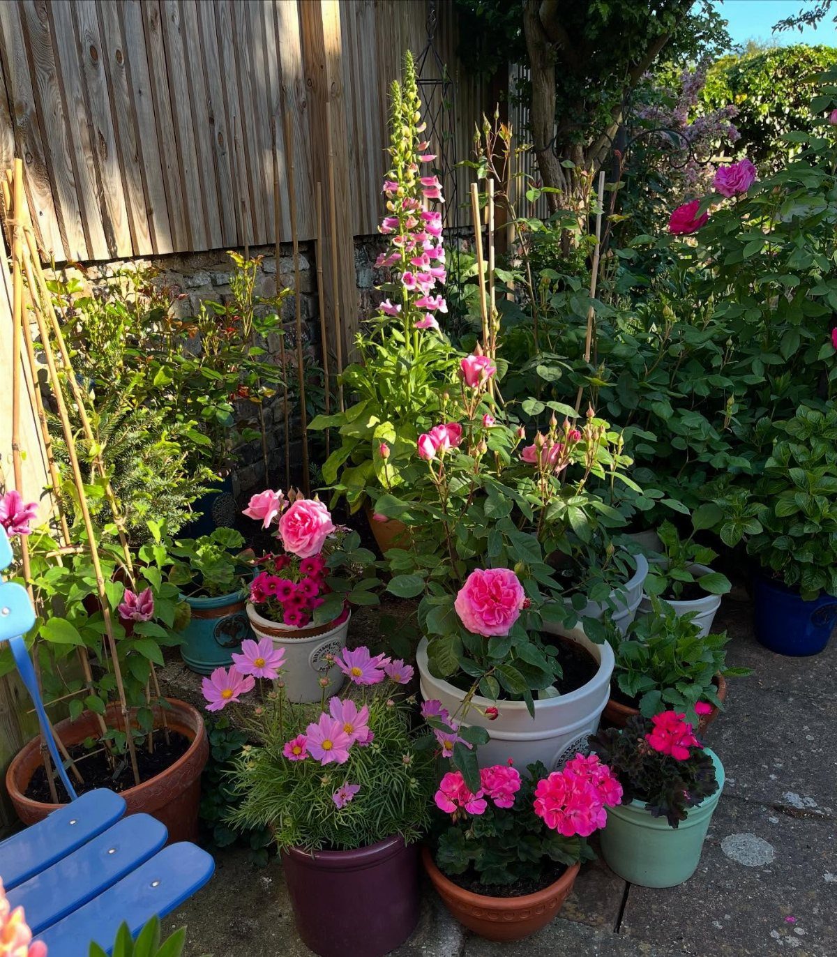Pink and magenta flowers blooming in various colorful ceramic pots on a stone patio.