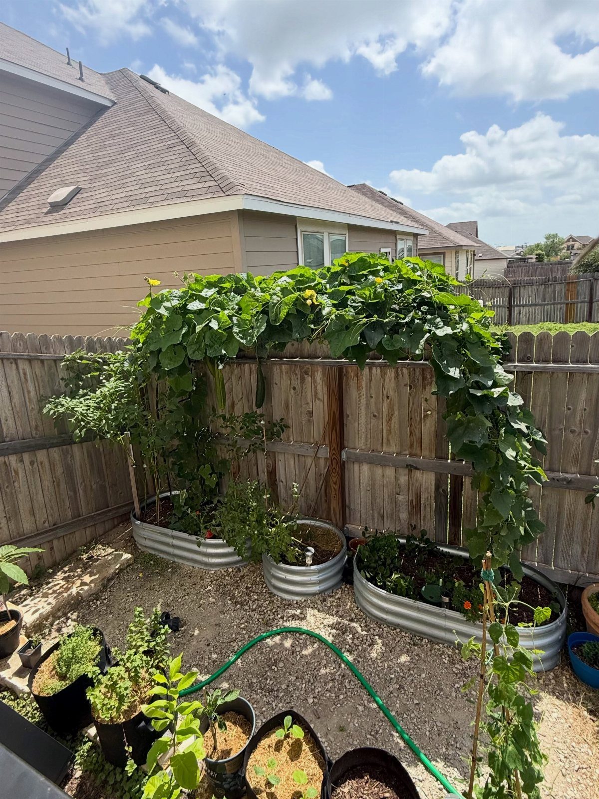 L-shaped corrugated metal raised garden beds covered in lush green climbing vines against a wooden fence.
