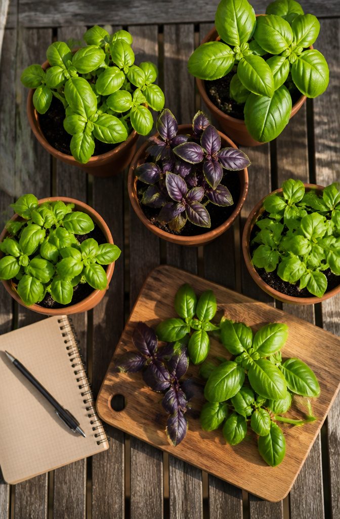 How to Grow Basil in Pots: 6 Steps for Container Herbs 9 Different basil varieties, including Sweet basil and Genovese.