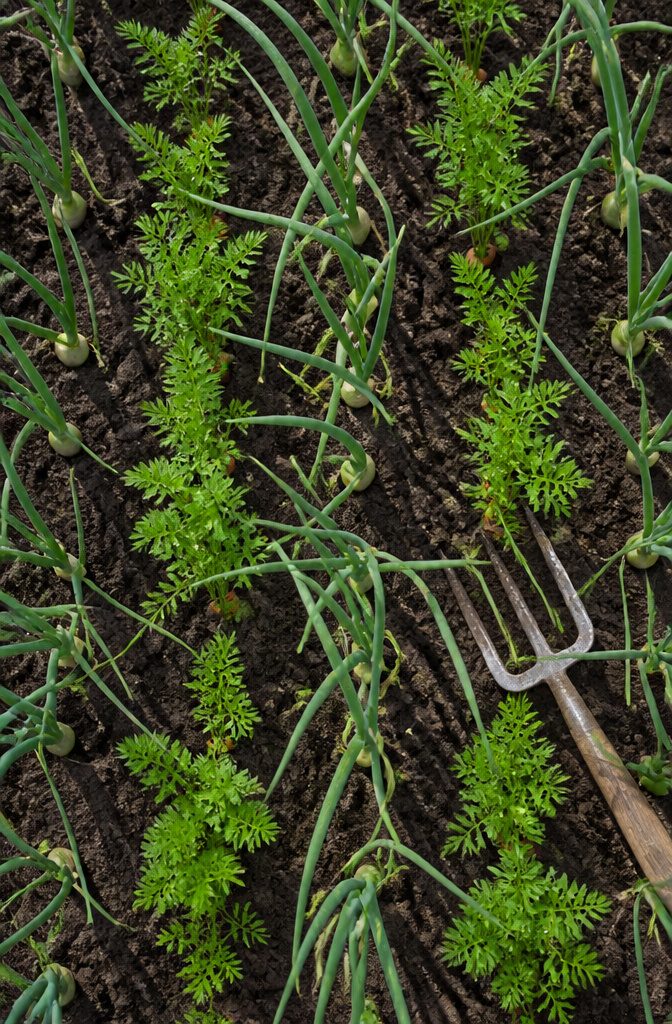 Companion Planting Chart: How to Pair Vegetables, Herbs and Flowers 4 Rows of carrots and onions growing alternately in a garden bed.