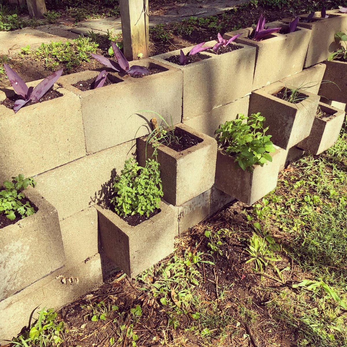 Cinder blocks arranged in a staggered pattern with green herbs and purple plants growing inside.