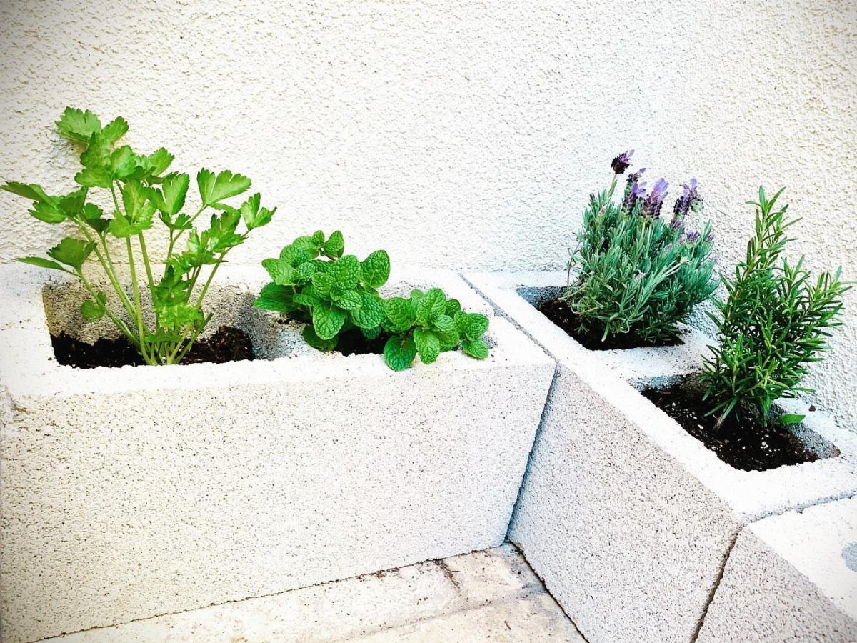Green herbs growing in white concrete planters arranged in a corner against a wall.