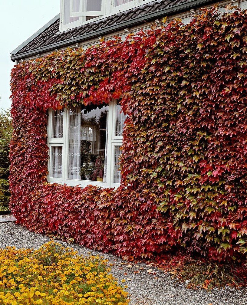 9 Cottage Garden Design Ideas for a Grown-In Look 7 Red and green climbing ivy covering a house wall around a white window.