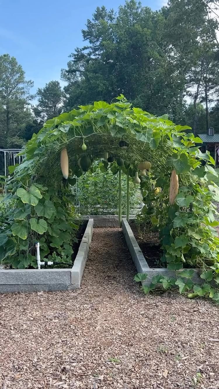 Easy Garden DIY: 18 Projects for a Yard That Feels Finished 14 Green climbing vines with hanging gourds forming an arch over a garden path.