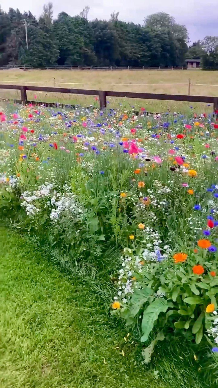 Colorful wildflowers in a lush garden bed next to a green lawn and wooden fence.