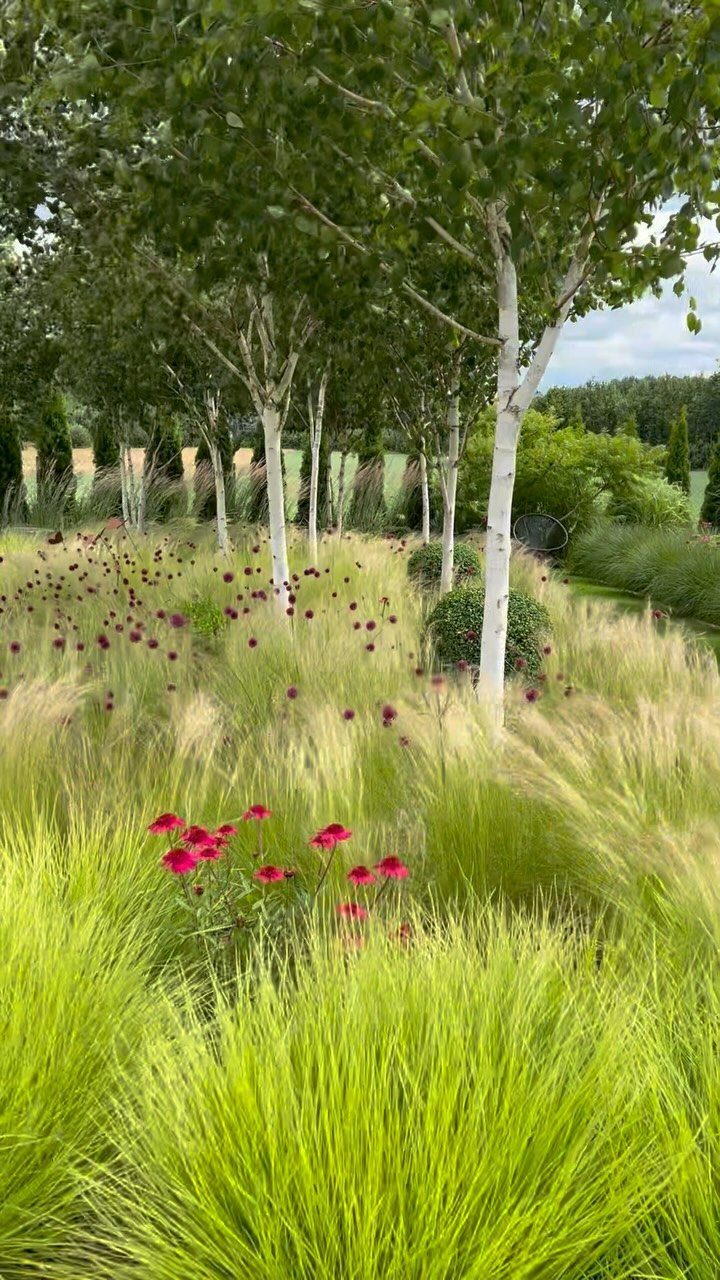 Ornamental grasses and red flowers growing beneath a row of white birch trees.