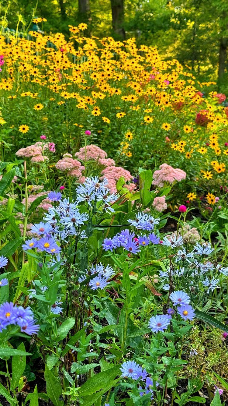 Yellow, pink, and blue flowers blooming densely in a lush, sunlit garden setting.