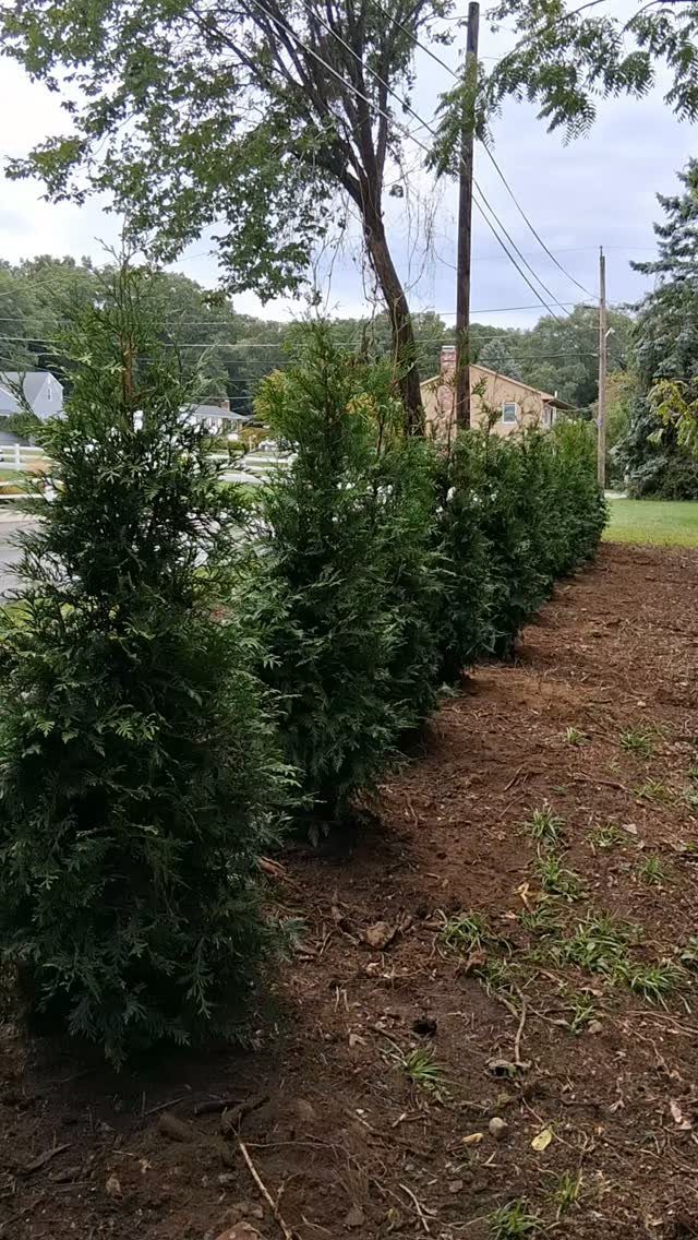 13 Front Yard Bushes and Shrubs for Sun, Shade, and Every Season 8 A row of conical green evergreen shrubs planted in a line along a dirt garden bed.