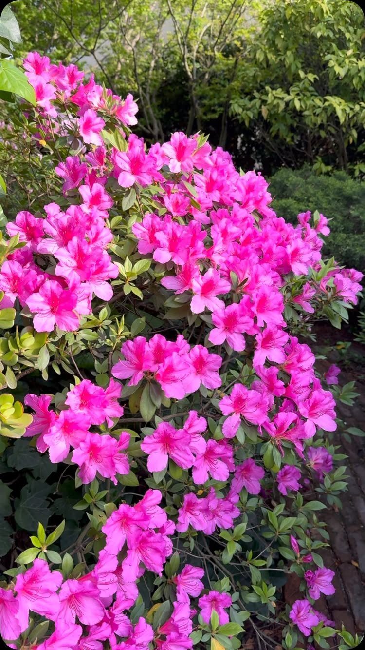 13 Front Yard Bushes and Shrubs for Sun, Shade, and Every Season 7 Vibrant pink azalea flowers blooming profusely on a lush green shrub in a garden.