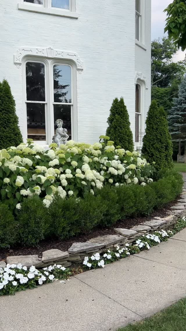 13 Front Yard Bushes and Shrubs for Sun, Shade, and Every Season 9 White hydrangeas and a green boxwood hedge planted in front of a white brick house.