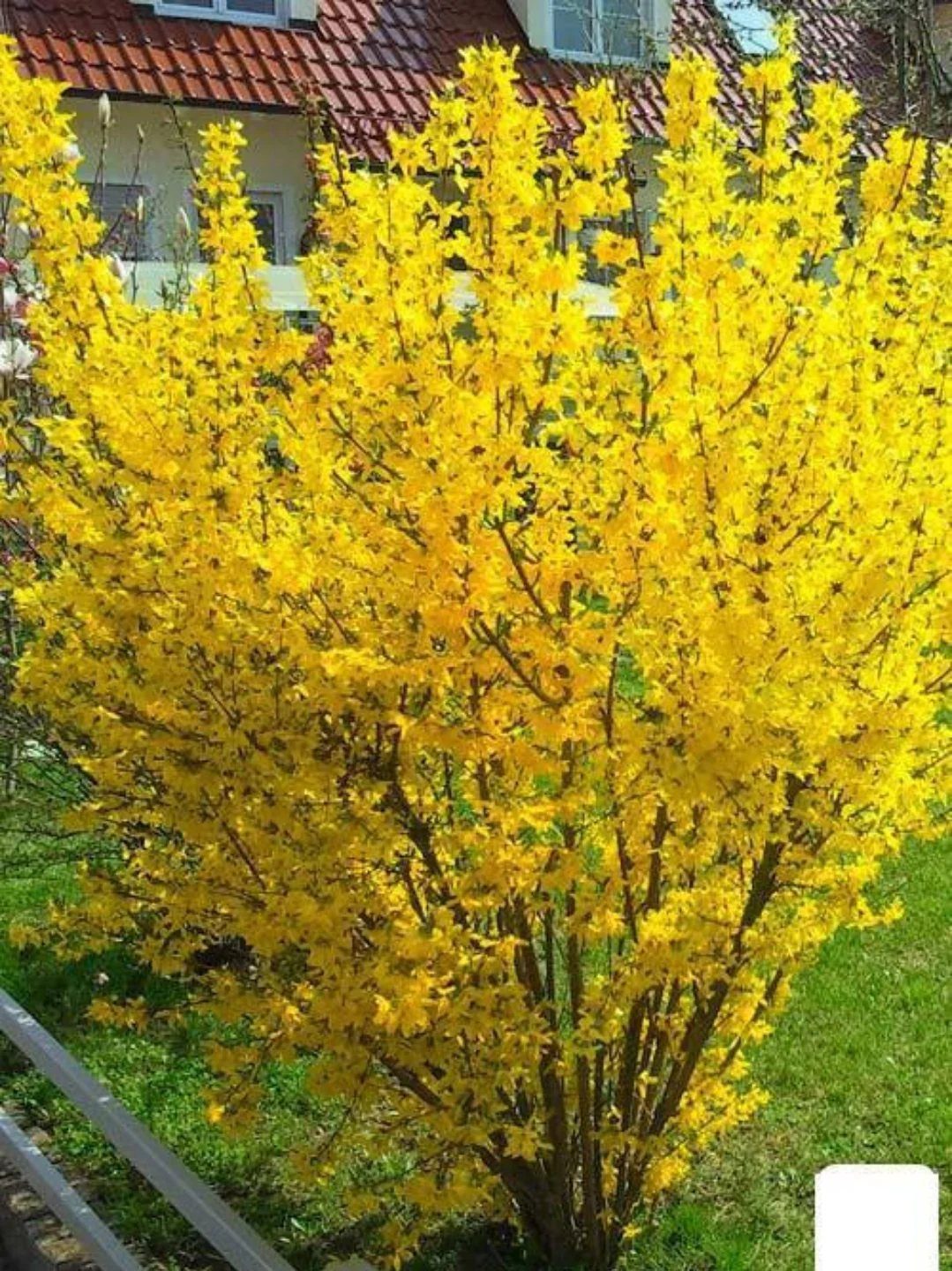 13 Front Yard Bushes and Shrubs for Sun, Shade, and Every Season 10 A large Forsythia shrub with dense bright yellow blooms growing in a green yard.