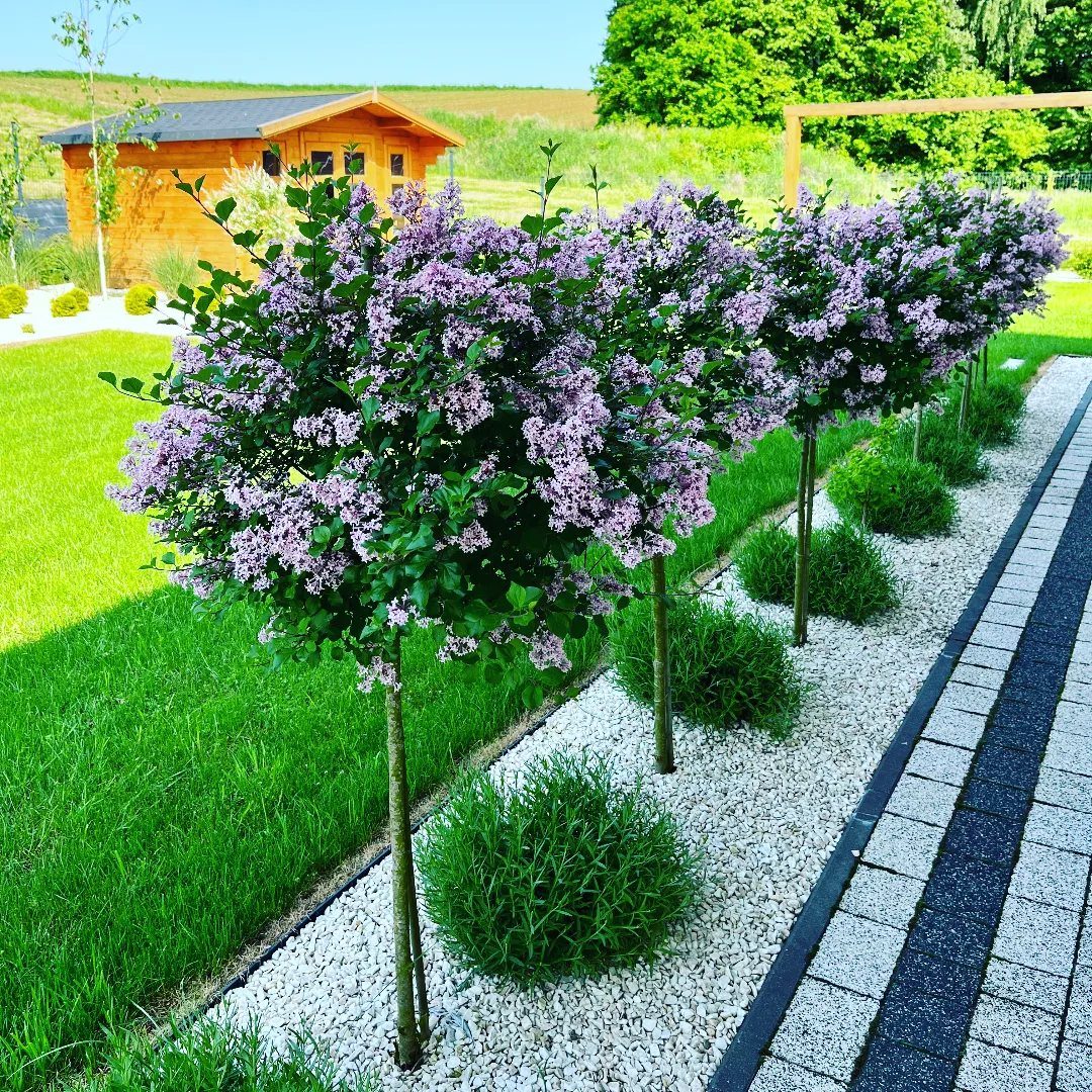 13 Front Yard Bushes and Shrubs for Sun, Shade, and Every Season 6 Standardized lilac shrubs with purple flowers planted in a white gravel garden bed.