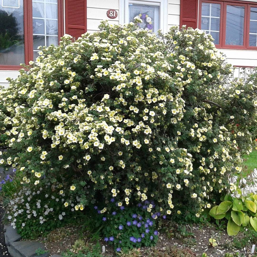 13 Front Yard Bushes and Shrubs for Sun, Shade, and Every Season 4 Large flowering shrub with many small white blossoms growing in a garden bed.