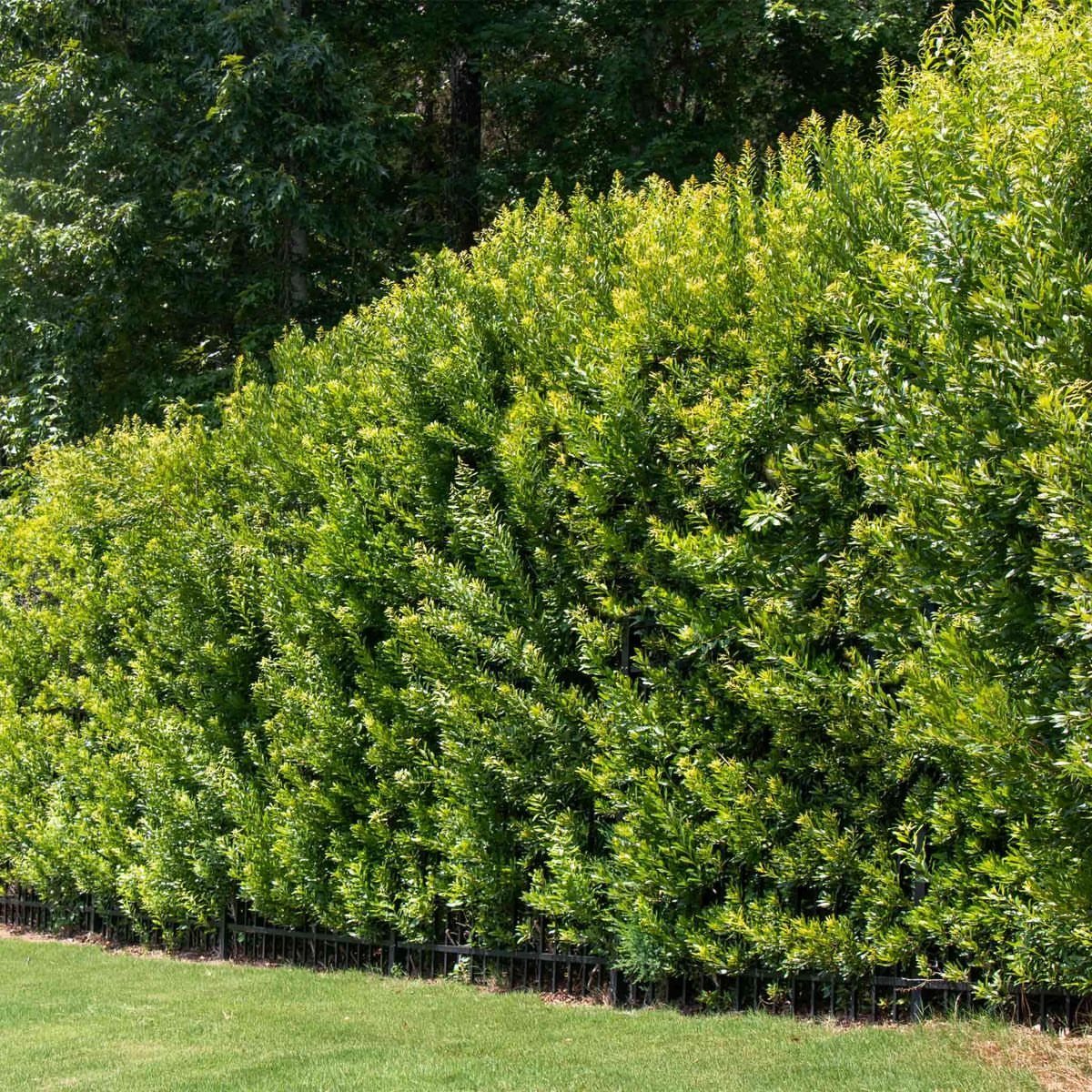13 Front Yard Bushes and Shrubs for Sun, Shade, and Every Season 11 A thick, tall green hedge of lush shrubs bordering a green lawn.