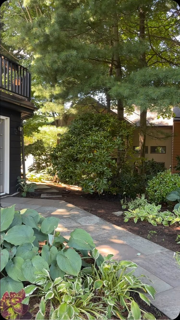 13 Front Yard Bushes and Shrubs for Sun, Shade, and Every Season 13 Large green rhododendron shrubs growing in a shaded garden bed beside a stone walkway.
