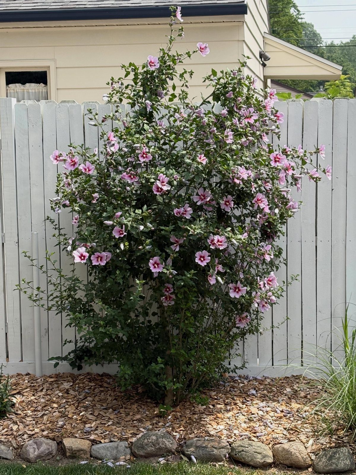 13 Front Yard Bushes and Shrubs for Sun, Shade, and Every Season 5 A large Rose of Sharon shrub with pink flowers growing against a white wooden fence.