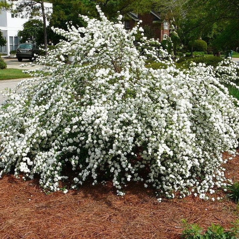 13 Front Yard Bushes and Shrubs for Sun, Shade, and Every Season 3 A large flowering shrub with dense white blossoms planted in a mulch garden bed.