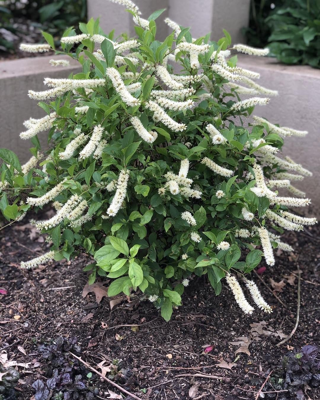 13 Front Yard Bushes and Shrubs for Sun, Shade, and Every Season 12 A green shrub covered in long, white, tapered flower spikes growing in dark garden soil.