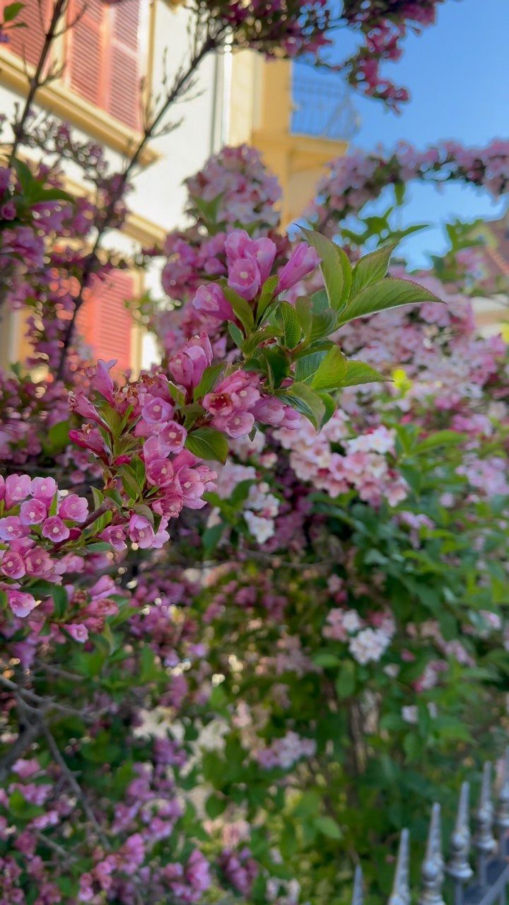 13 Front Yard Bushes and Shrubs for Sun, Shade, and Every Season 2 Pink flowering Weigela shrubs blooming in a front yard against a building with red shutters.