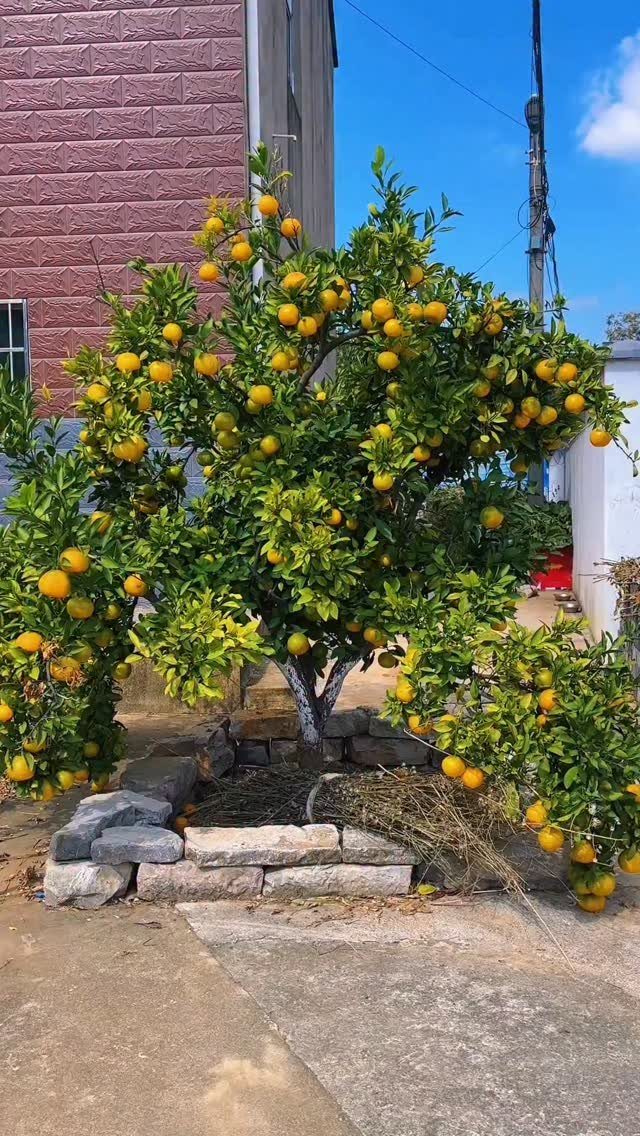 A large citrus tree filled with ripe oranges growing in a stone garden bed outdoors.
