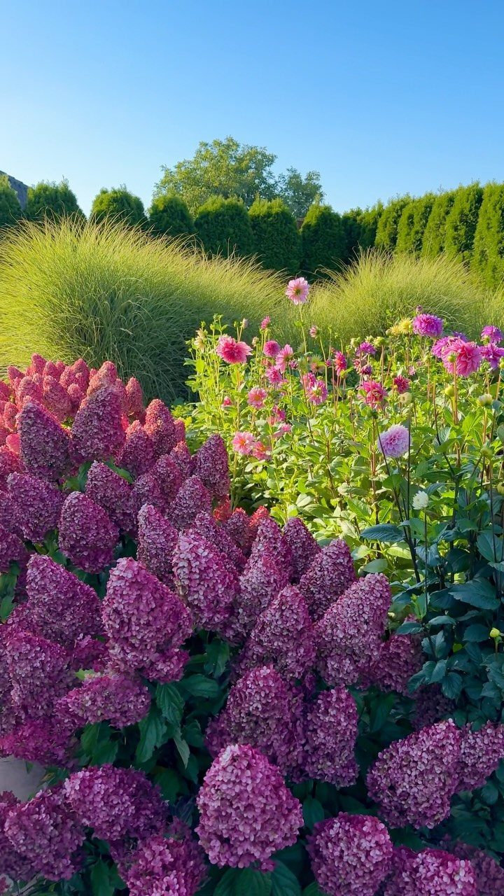 Purple hydrangeas and pink dahlias bloom in a lush garden with ornamental grasses and green hedges.