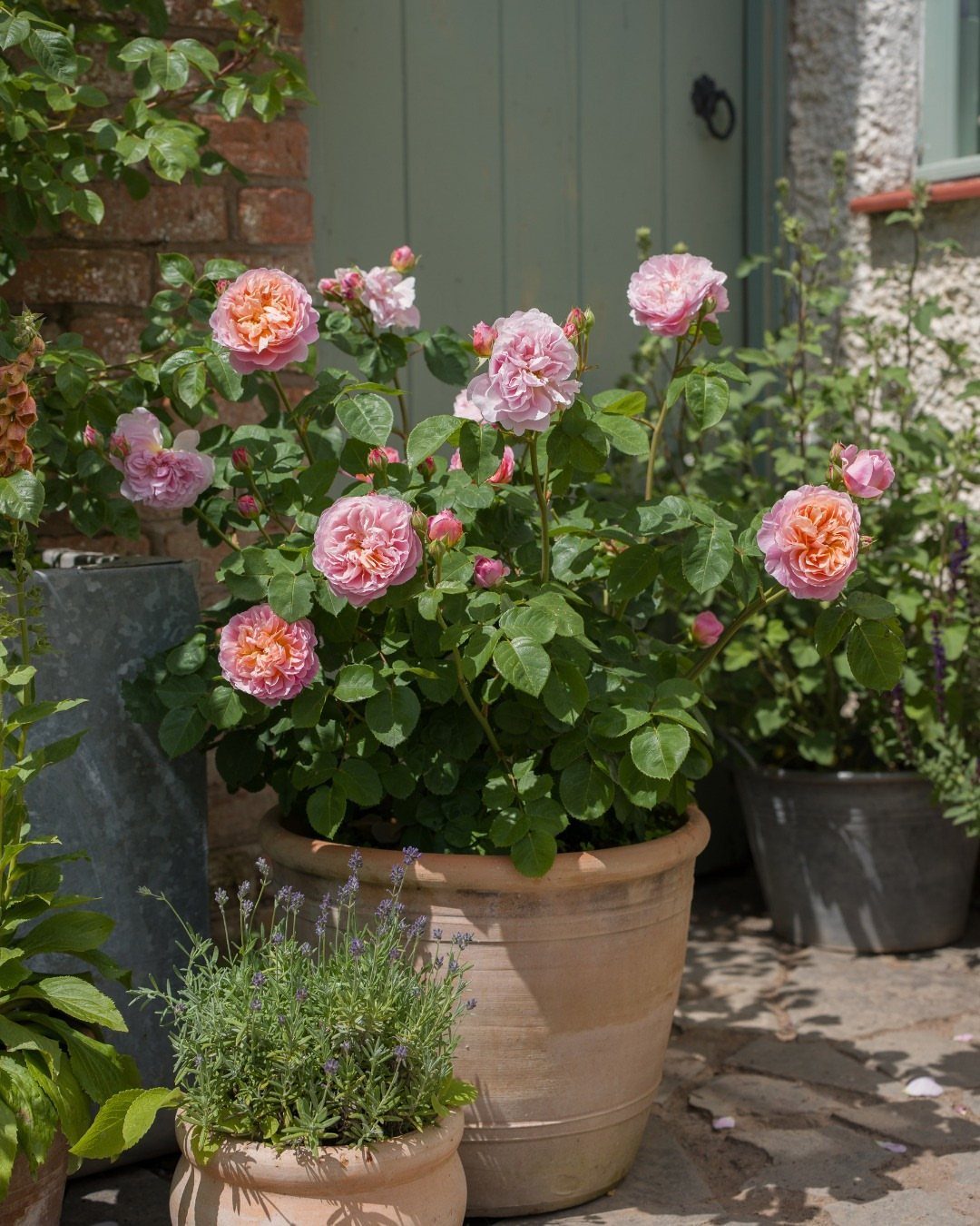 Pink roses blooming in a large terracotta planter next to smaller garden pots.