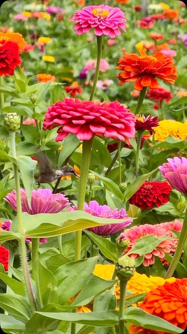 A small hummingbird hovering near vibrant pink and orange zinnia flowers in a garden.
