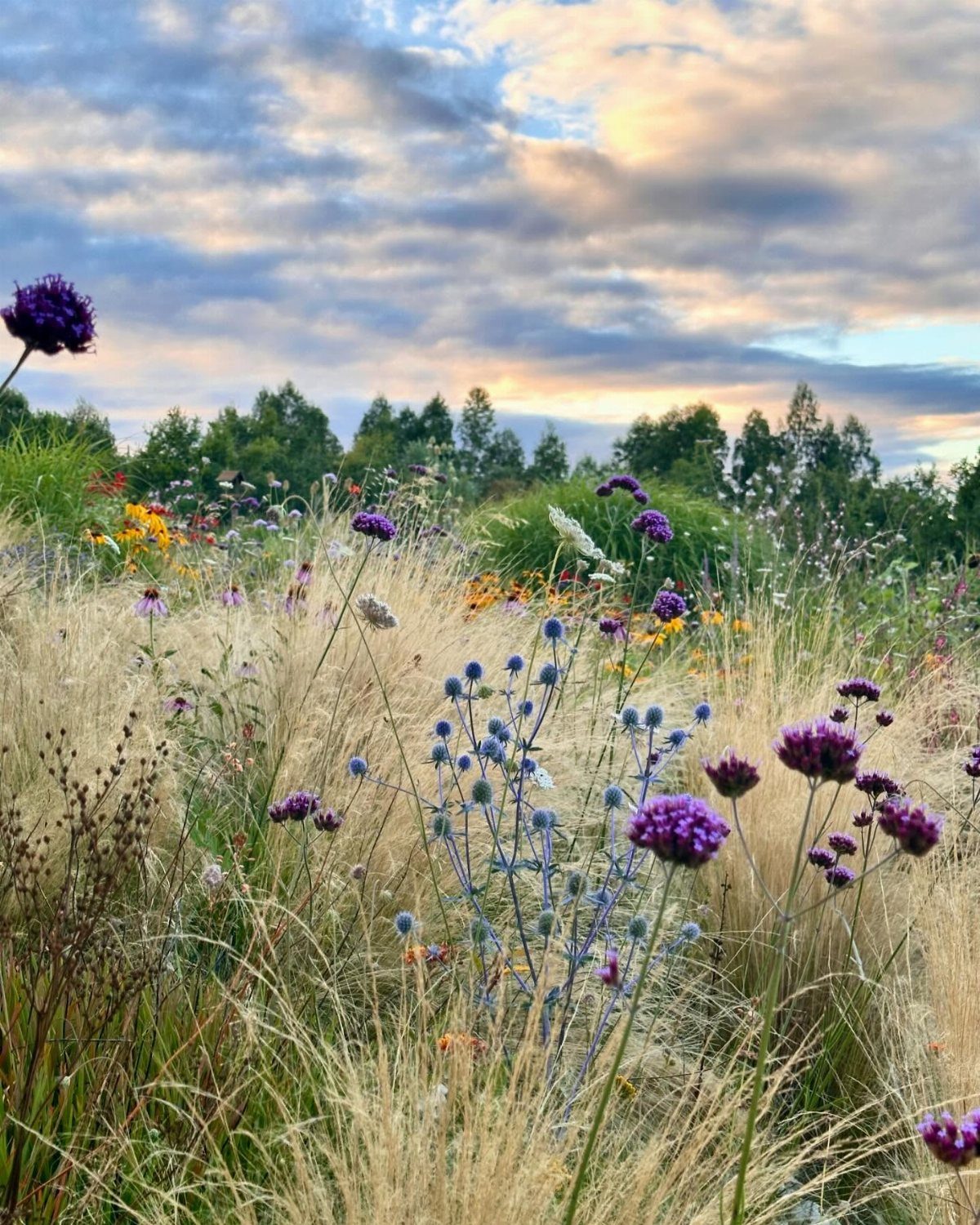 Tall golden grasses and purple wildflowers blooming in a natural meadow under a sunset sky.
