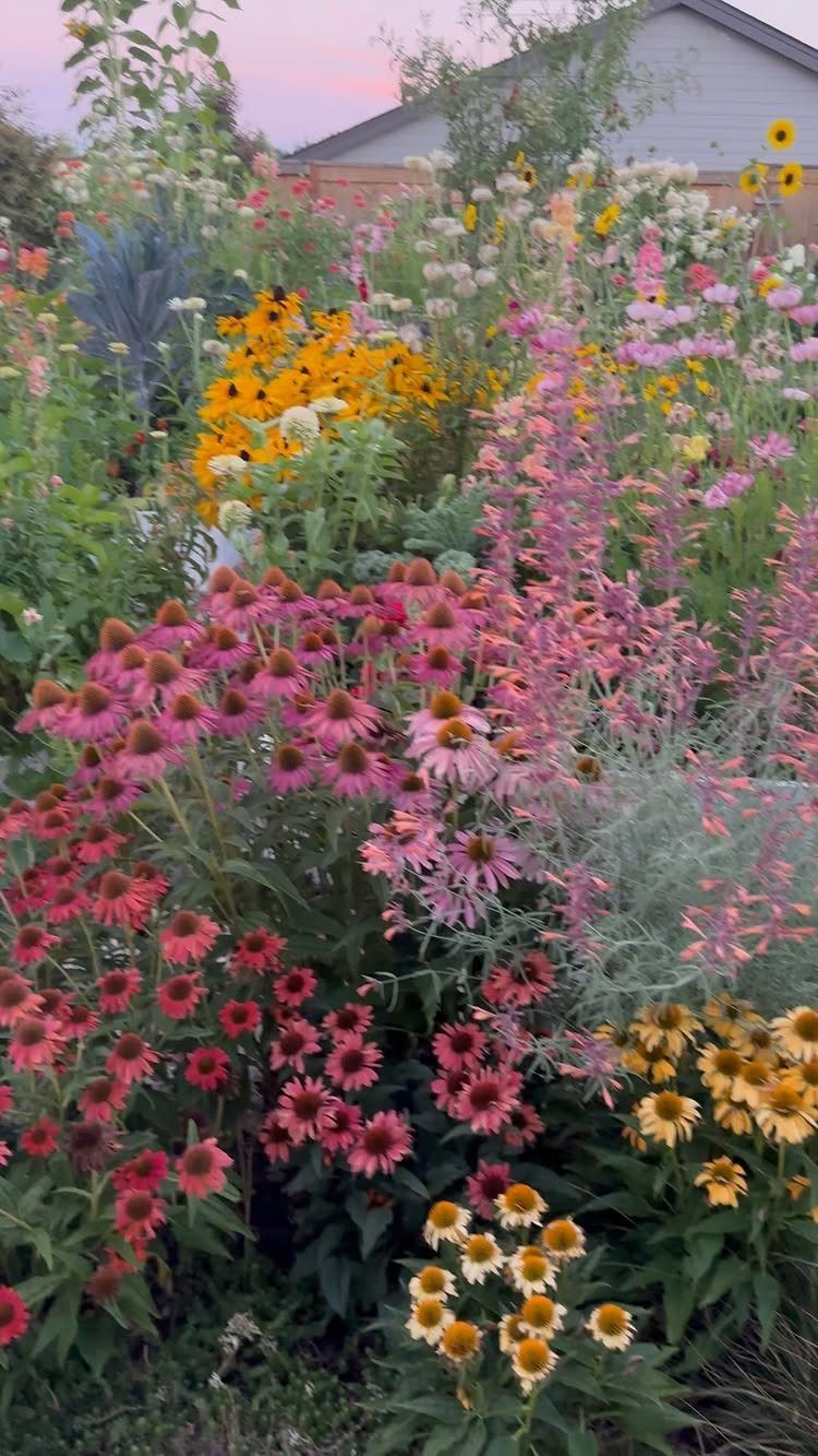 Pink coneflowers and yellow black-eyed Susans blooming in a lush, colorful garden at dusk.