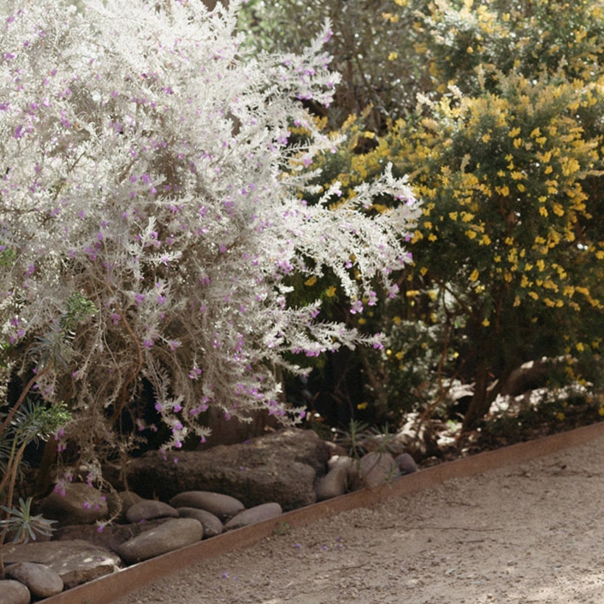 Silvery-white flowering bushes and yellow flowering shrubs bordering a stone-lined dirt garden path.