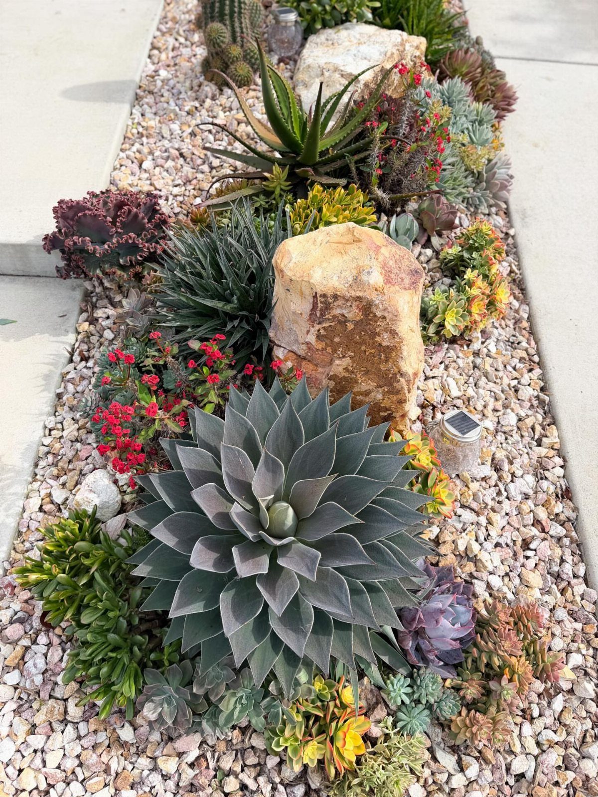 Succulents and cacti planted in a gravel garden bed with large decorative rocks.