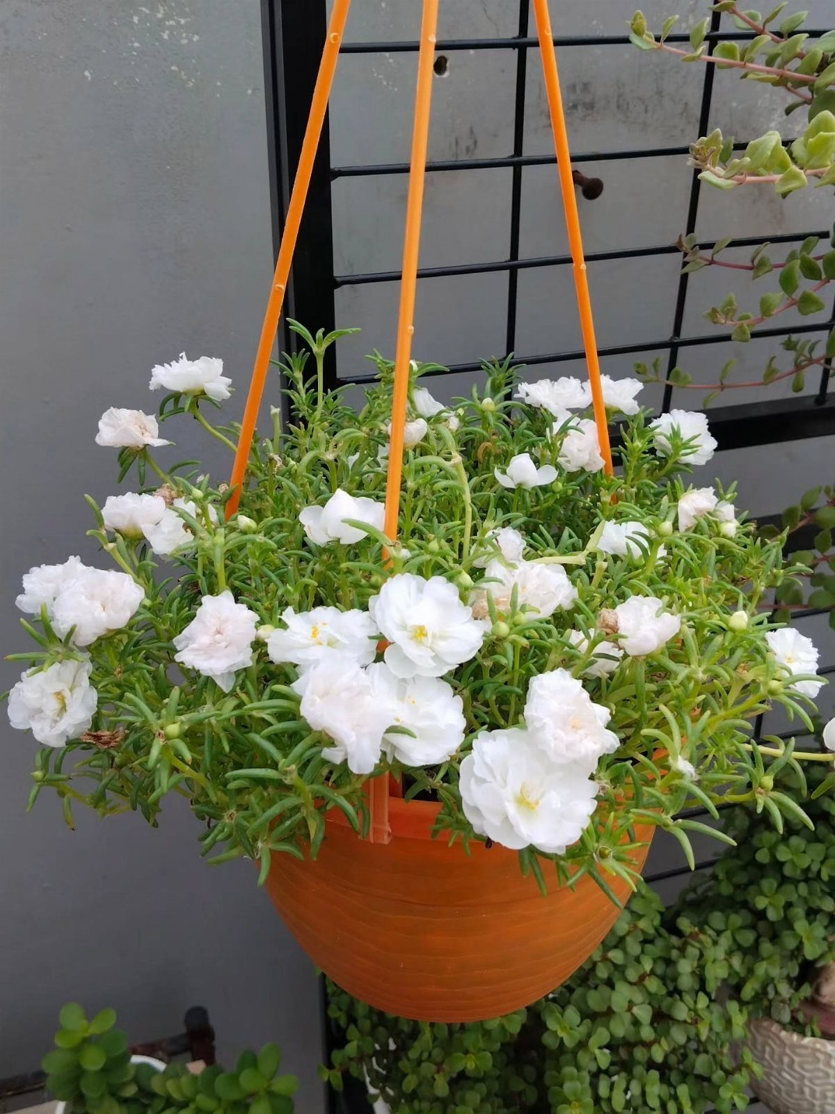 White flowering plants in a hanging orange pot against a dark wall.