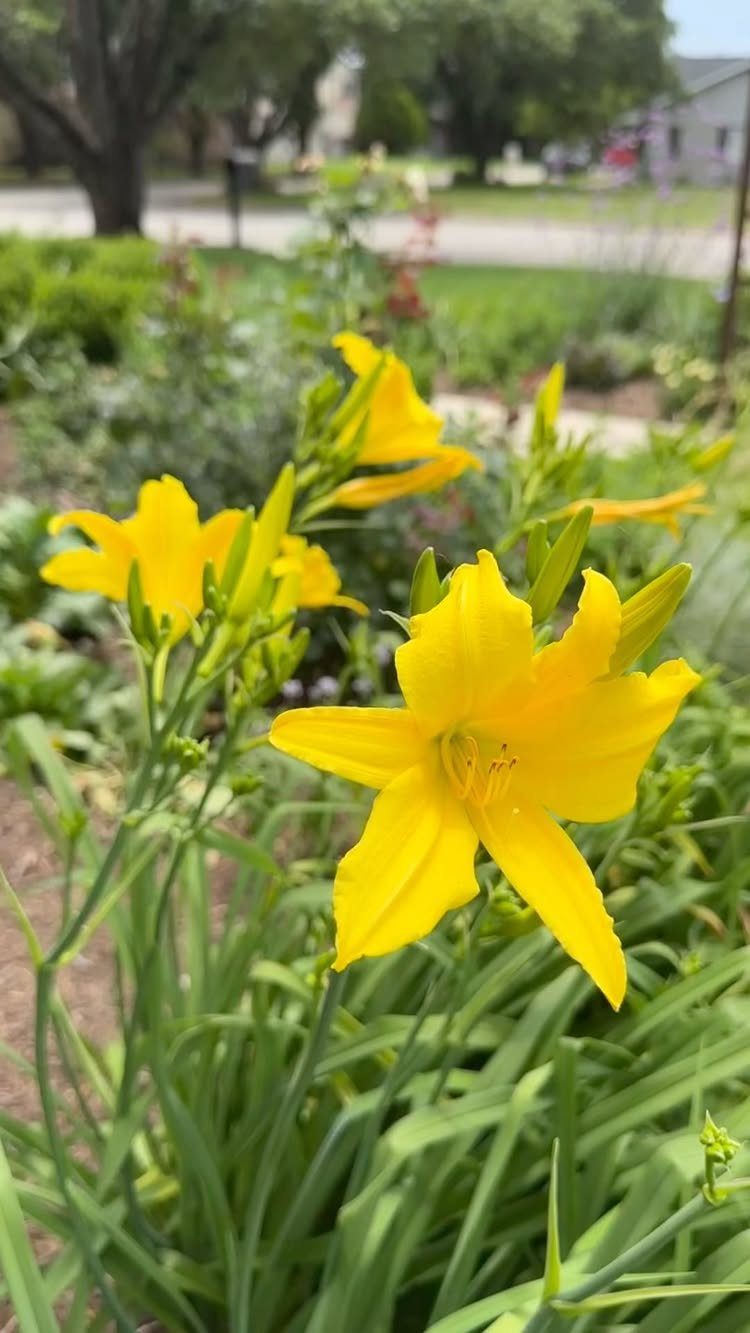 Yellow daylily flowers blooming amidst long green leaves in a sunny residential garden.