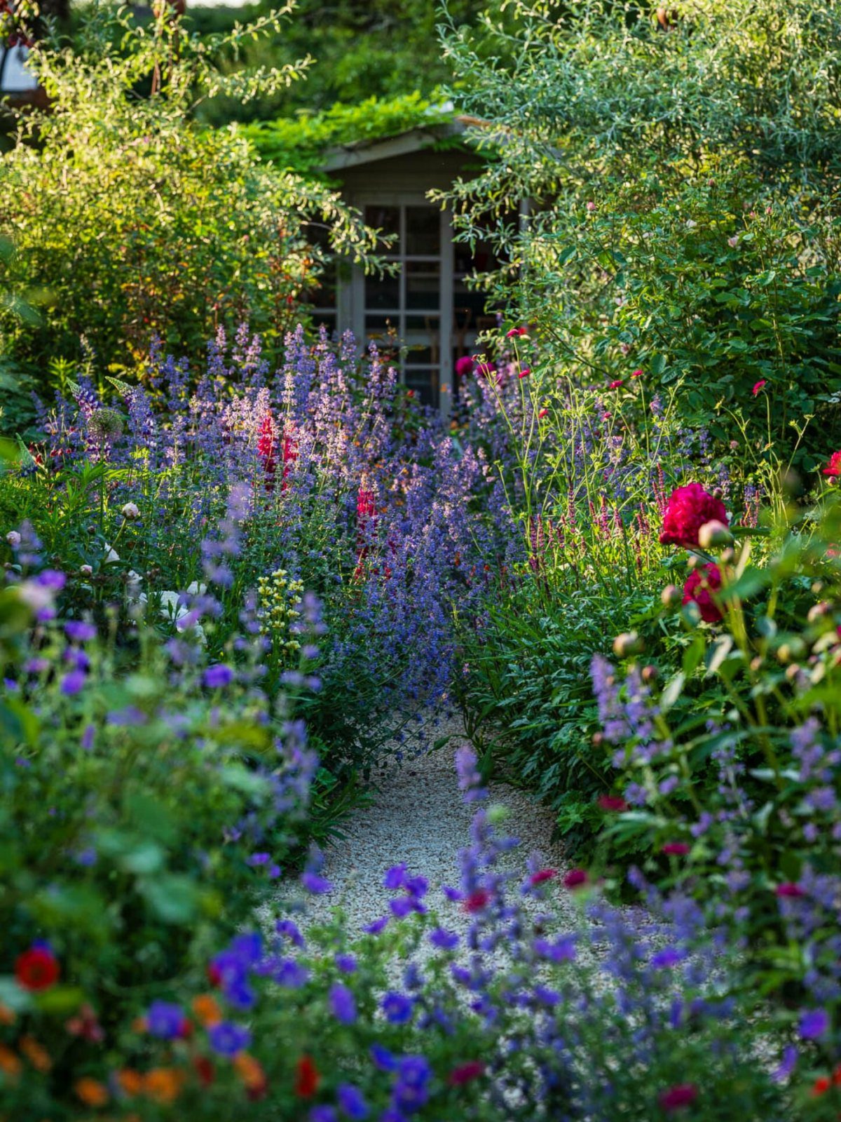 Purple salvia and red peonies lining a gravel garden path near a wooden shed.