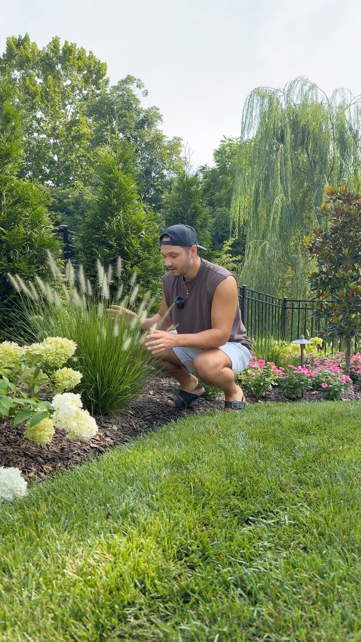 A man kneeling in a garden bed tending to tall, feathery ornamental grasses near white hydrangeas.
