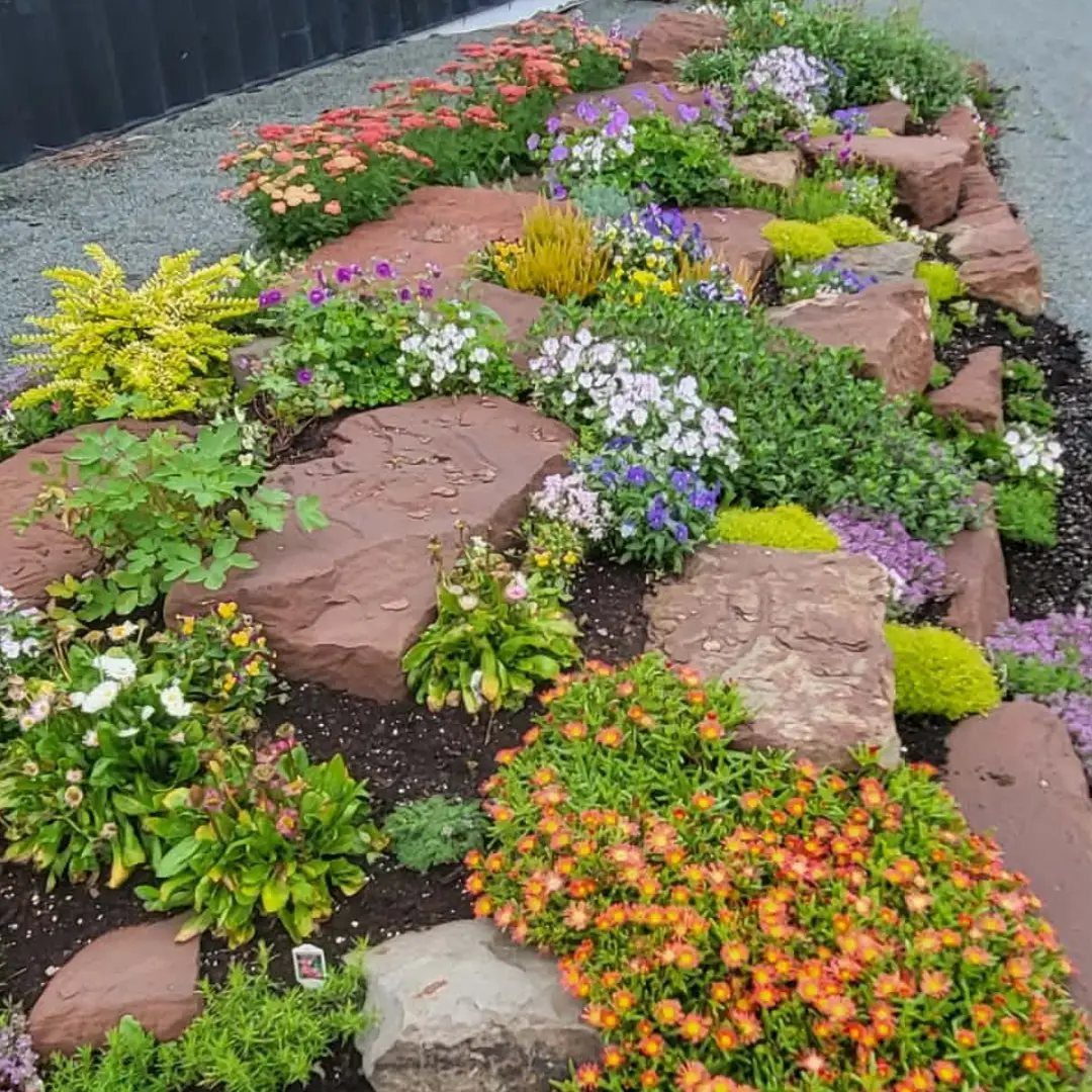 Colorful flowering plants and purple blooms growing among large reddish-brown rocks in a garden bed.