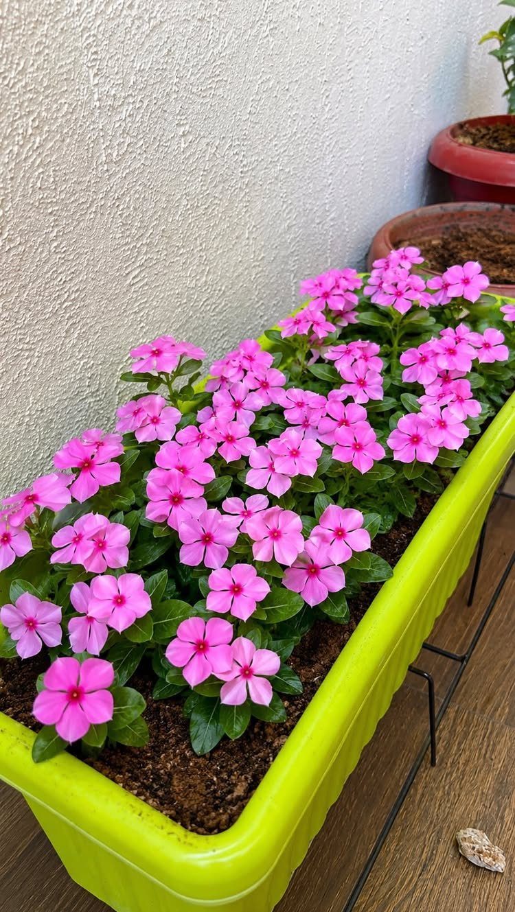 Pink flowers blooming densely in a long lime green planter box against a white wall.