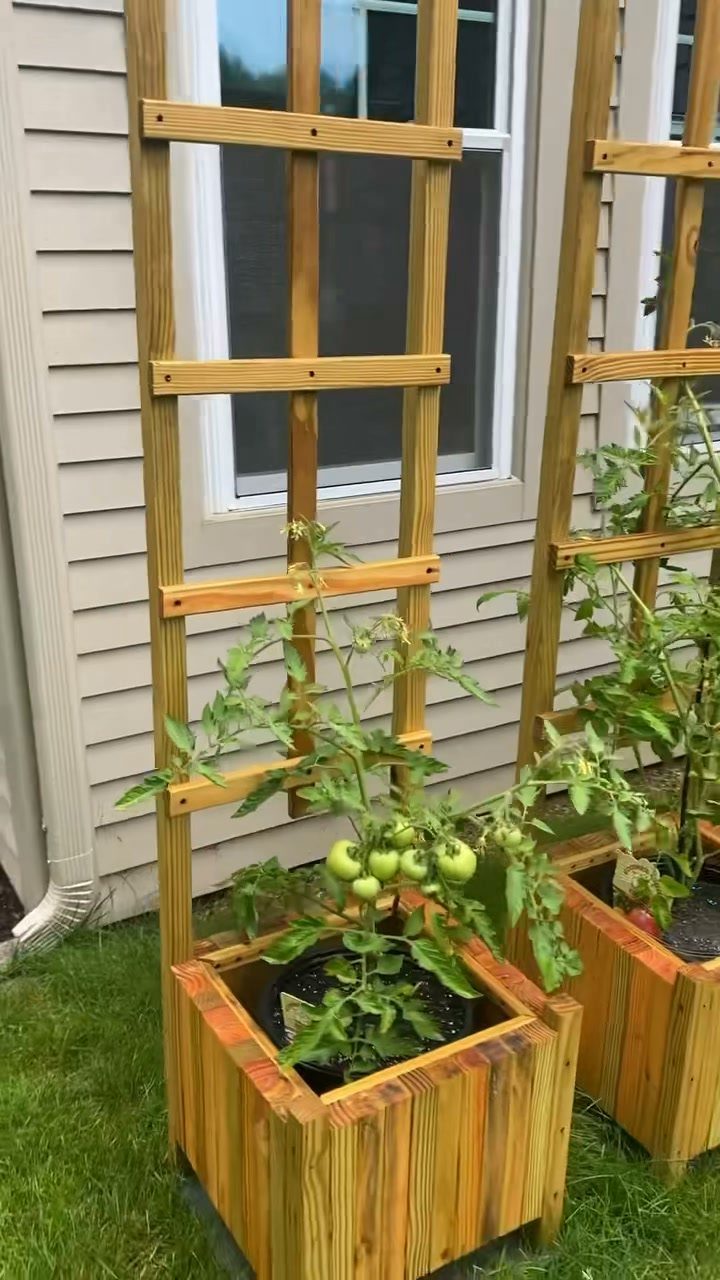 Tomato plants growing in wooden planter boxes next to tall wooden trellises outdoors.