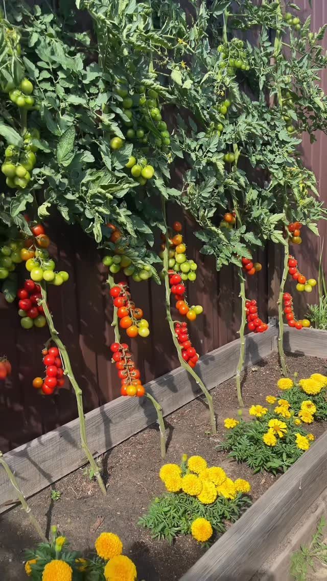 Tomato plants with red and green fruit growing in a wooden raised garden bed with yellow marigolds.
