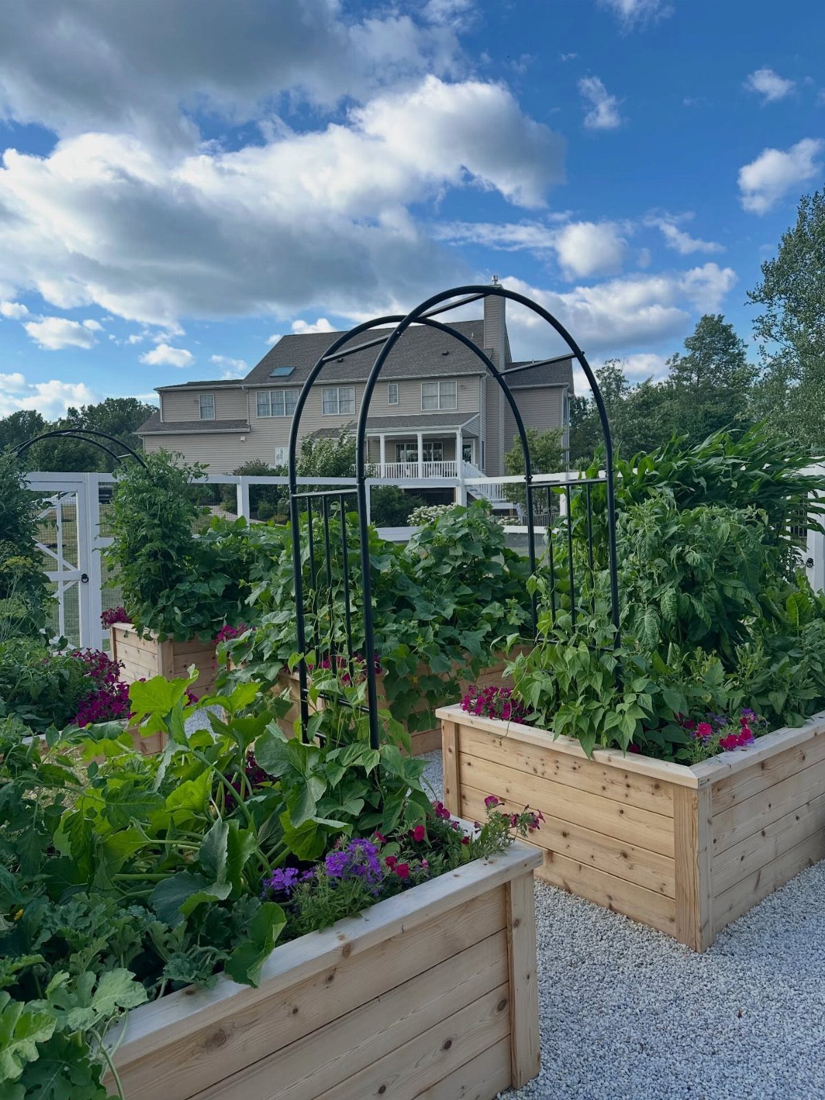 7 Vegetable Garden Box Ideas for Every Backyard Space 2 Wooden raised garden beds filled with green plants and purple flowers on a gravel path.