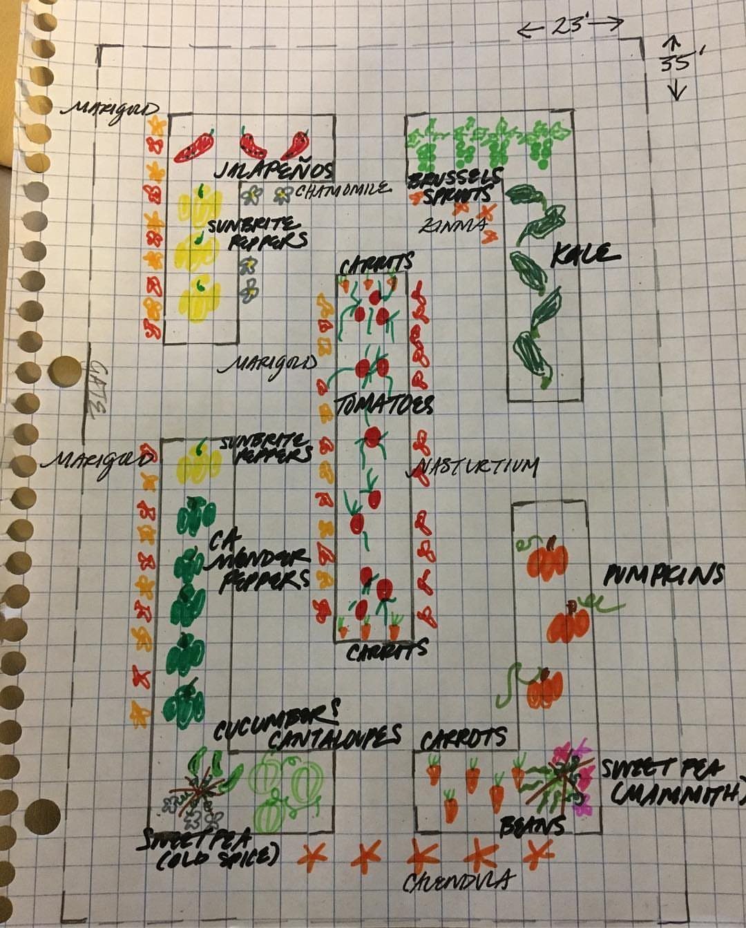 Hand-drawn garden layout on graph paper with colorful marker sketches of various vegetables and handwritten labels.