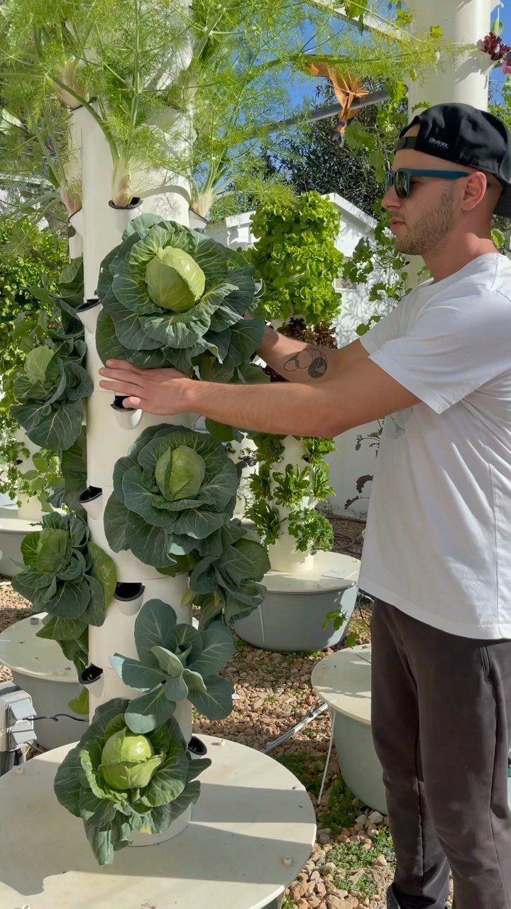 A man tending to a vertical hydroponic tower filled with green cabbages and tall fennel plants.