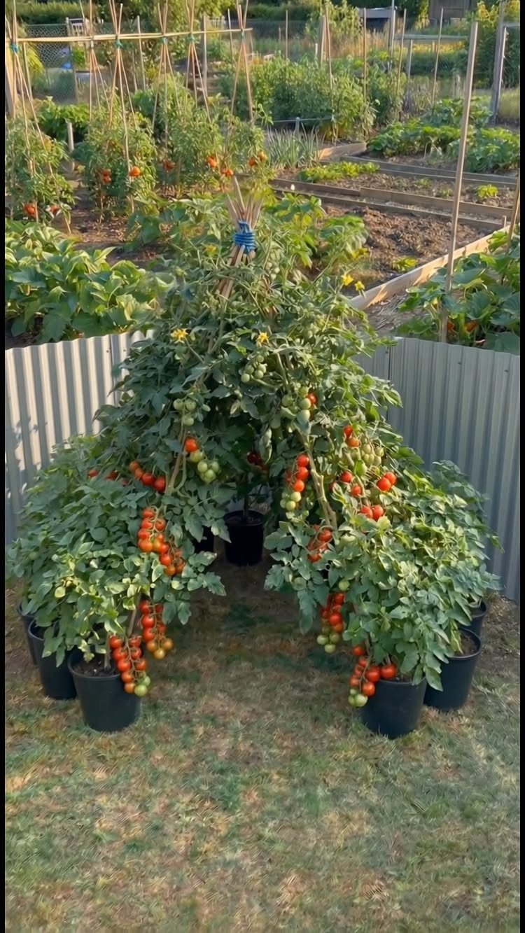 Lush tomato plants with many red and green tomatoes growing in black pots outdoors.