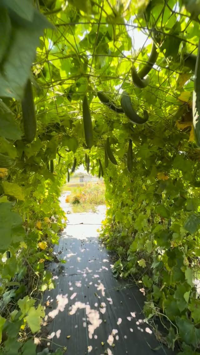 A dark fabric garden path winding through a tunnel of green cucumber vines and hanging vegetables.