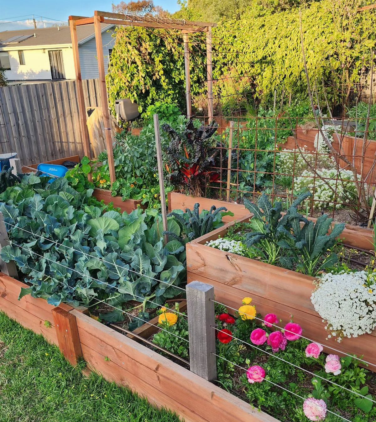 Raised wooden garden beds containing leafy green vegetables, red chard, and colorful blooming flowers.